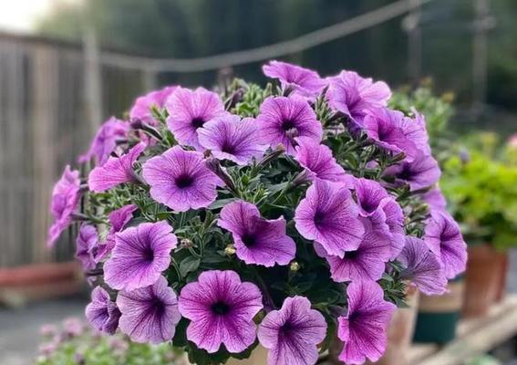 哪些花既寓意爱情又容易养活？
