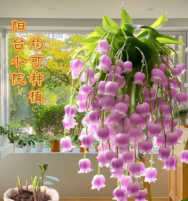 哪些花既寓意爱情又容易养活？