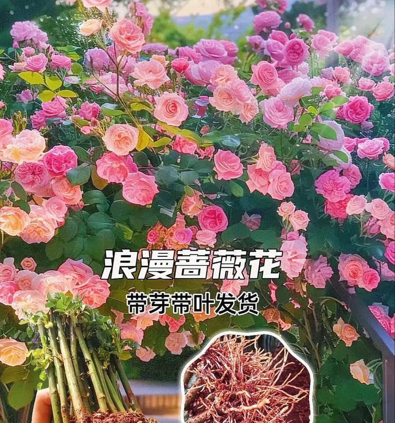花语浪漫如何解释？它的含义是什么？