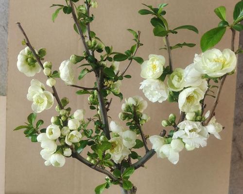 白色的哪种花象征坚强？它的寓意是什么？