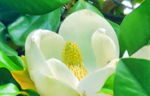 白色的哪种花象征坚强？它的寓意是什么？