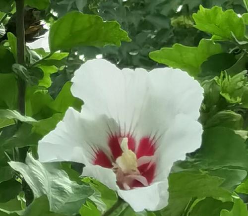 白色的哪种花象征坚强？它的寓意是什么？
