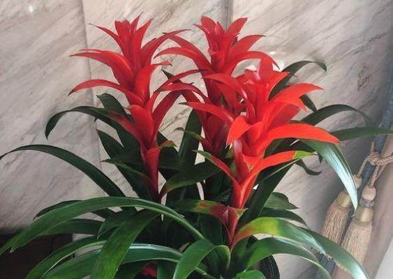 如意花象征着什么？如意花的意义是什么？