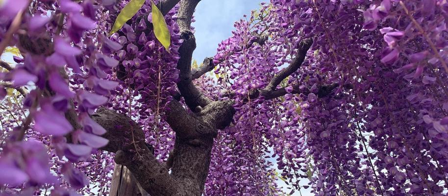 花紫色代表什么？紫色花的象征意义有哪些？