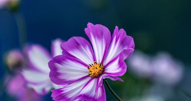 花紫色代表什么？紫色花的象征意义有哪些？