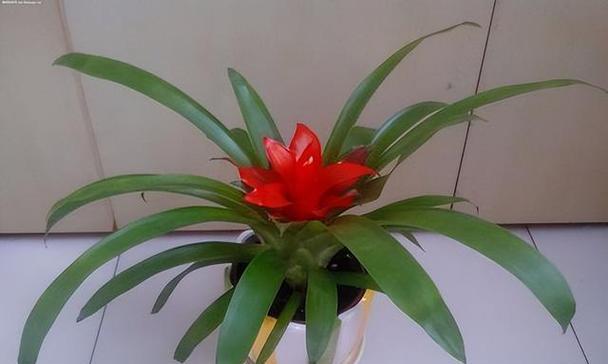 红枫富贵子花的寓意是什么？