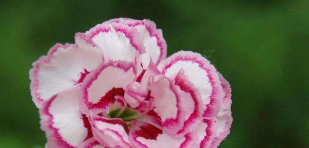 粉色花象征友情吗？粉色花的寓意是什么？