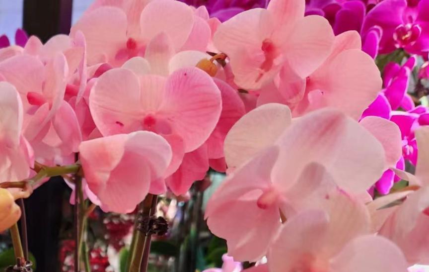 粉色花象征友情吗？粉色花的寓意是什么？