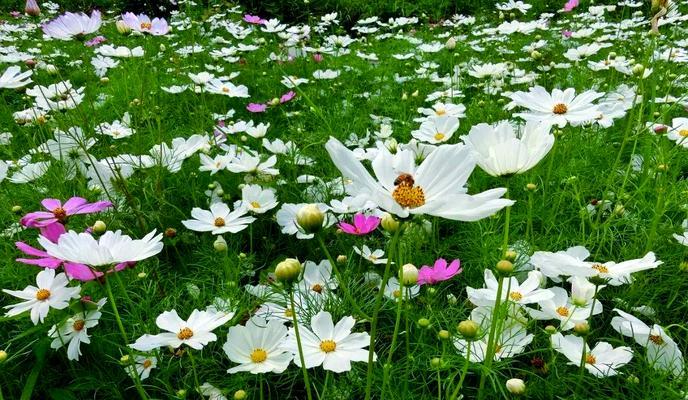 哪些花的含义是幸福？幸福的花有哪些？