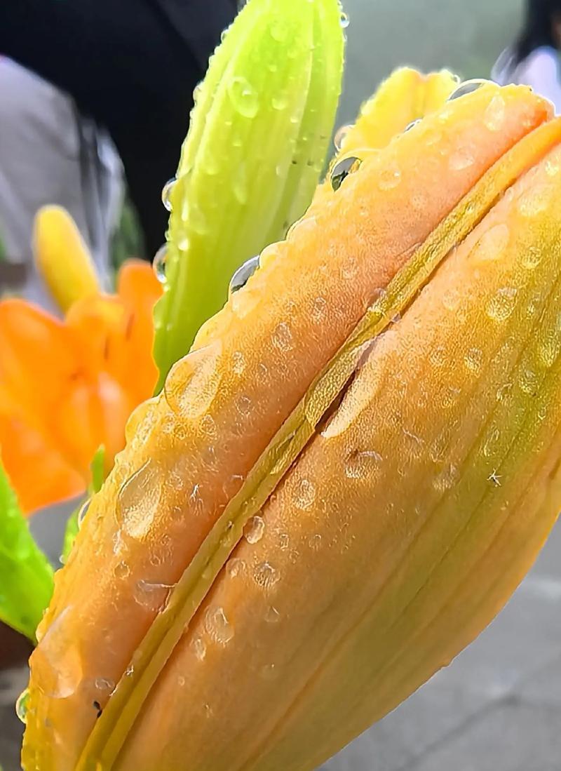平安花的花语是什么？平安花寓意着什么？