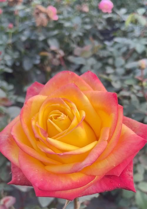 平安花的花语是什么？平安花寓意着什么？