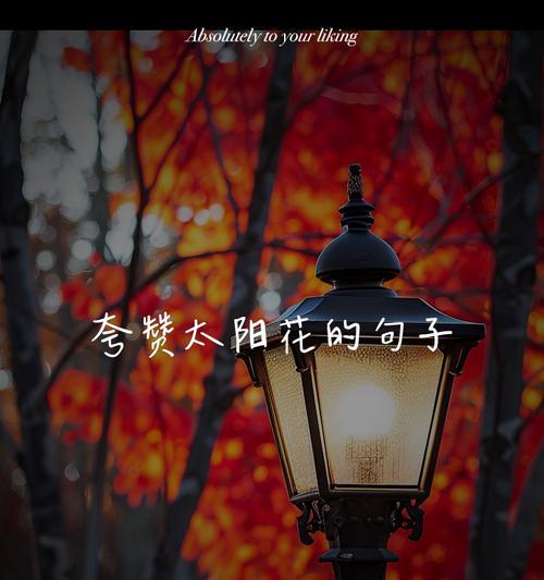 红色太阳花的寓意？太阳花在不同文化中的象征意义是什么？