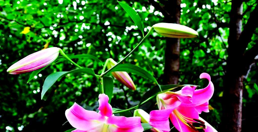 百合花象征幸福吗？如何用百合花表达幸福？