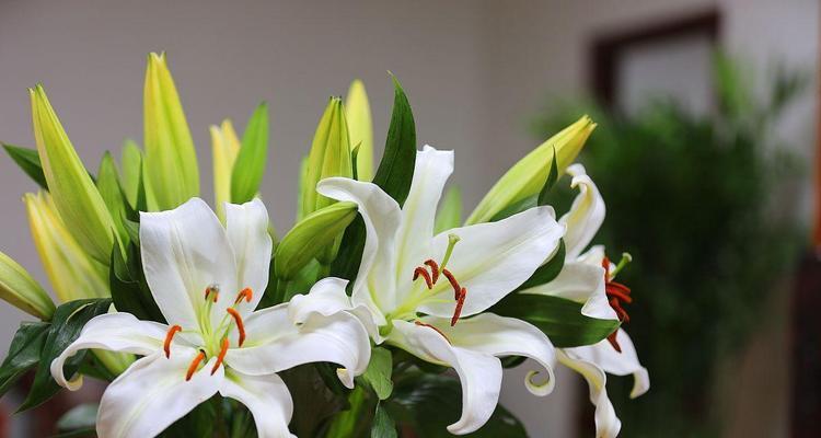 百合花象征幸福吗？如何用百合花表达幸福？