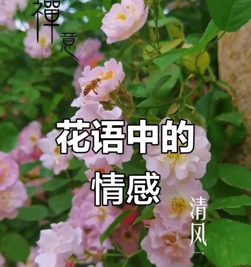 哪种花象征我们的爱情？爱情花语大全？