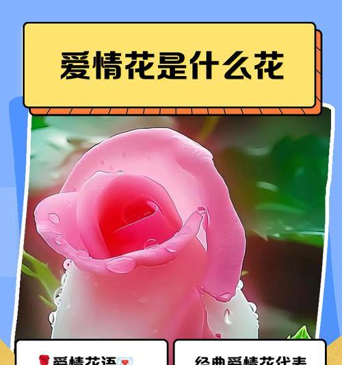 哪种花象征我们的爱情？爱情花语大全？
