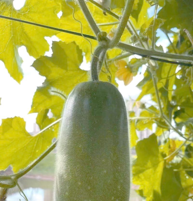 冬瓜代表爱情寓意的花是什么？冬瓜花语有哪些？
