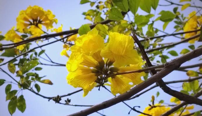 风铃花不同颜色代表什么？它们的寓意有何不同？