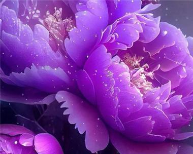 紫色牡丹花代表什么？它的寓意是什么？