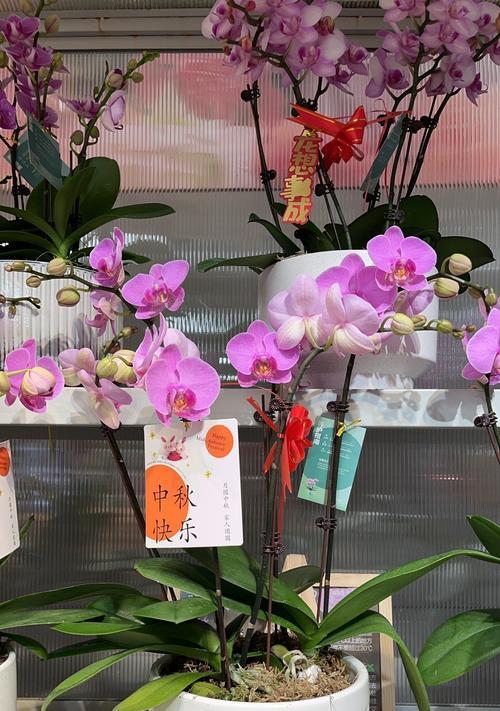 兰花的浪漫花语有哪些？