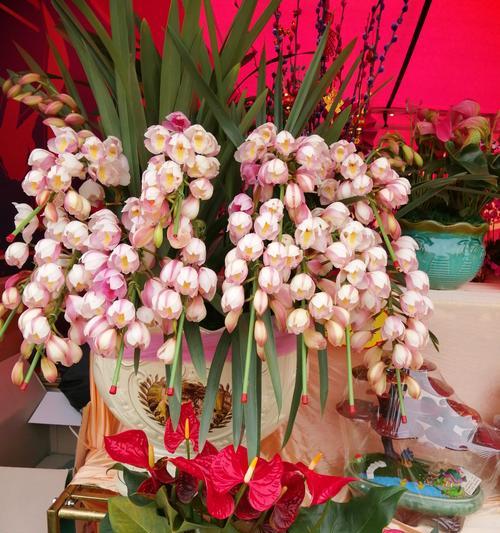 兰花的浪漫花语有哪些？