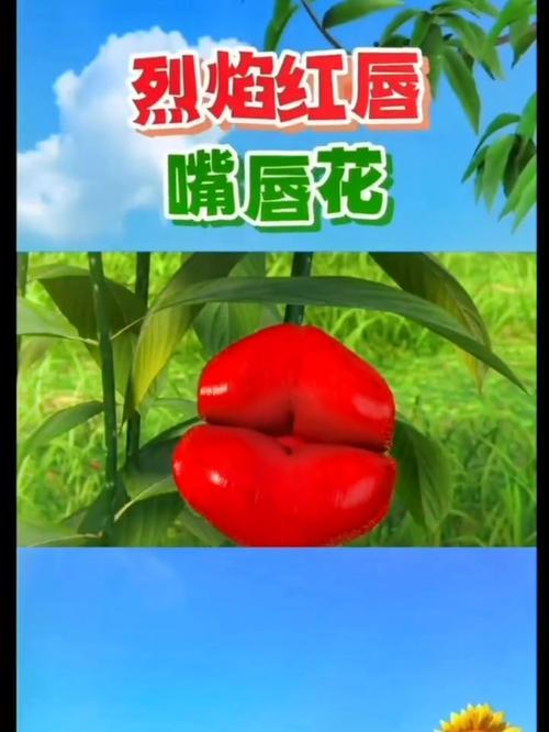 嘴唇花有什么寓意？嘴唇花的传说是什么？