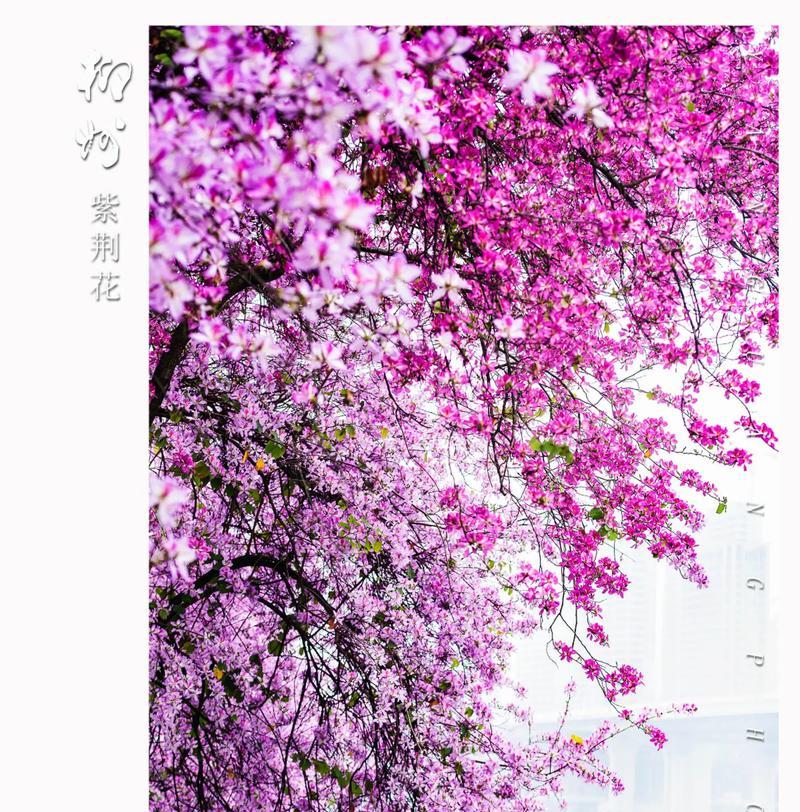 紫荆花的双重颜色有何寓意？