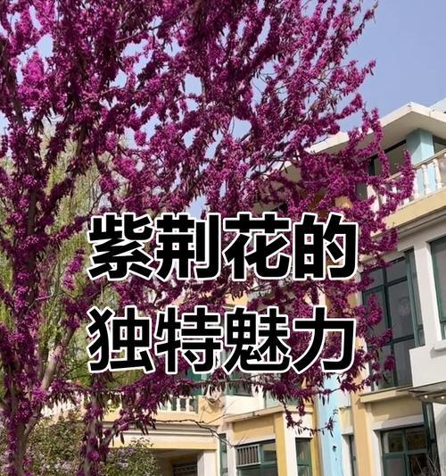 紫荆花的双重颜色有何寓意？