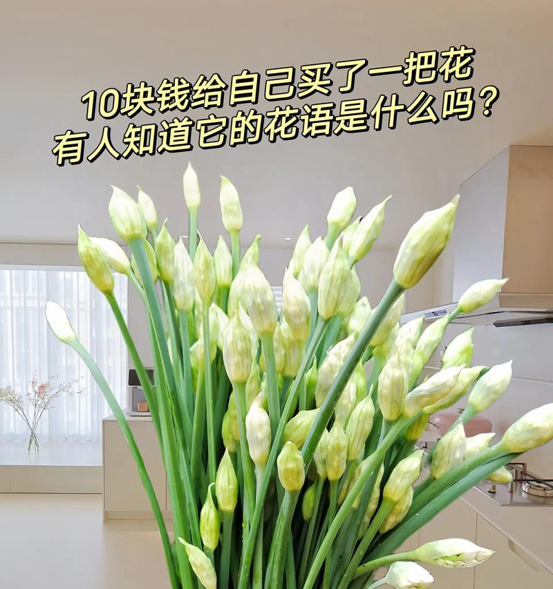 哪种花象征着爱情的失败？爱情失败者的花语是什么？