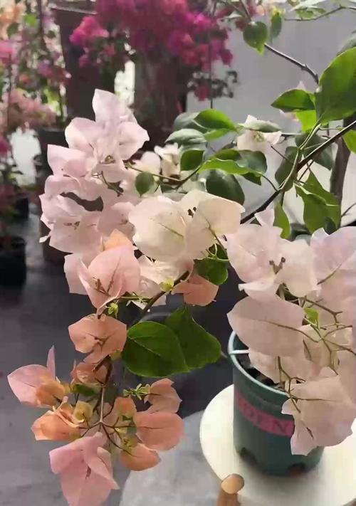 如意花象征着什么？如何用如意花表达希望？