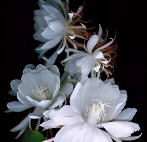 哪些花深具吉祥寓意？它们的含义是什么？