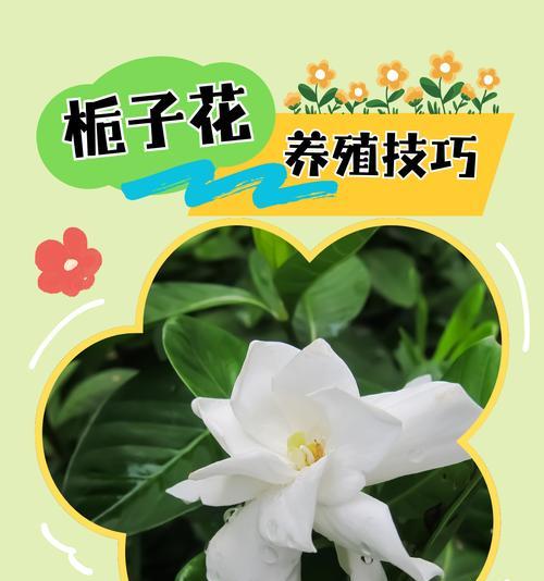 哪些花深具吉祥寓意？它们的含义是什么？