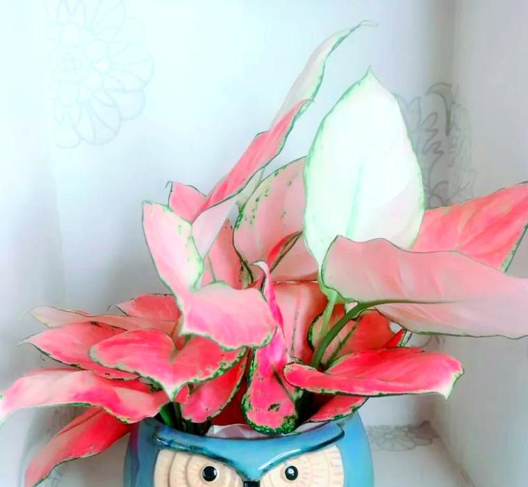 如意皇后花有何寓意？它的象征意义是什么？