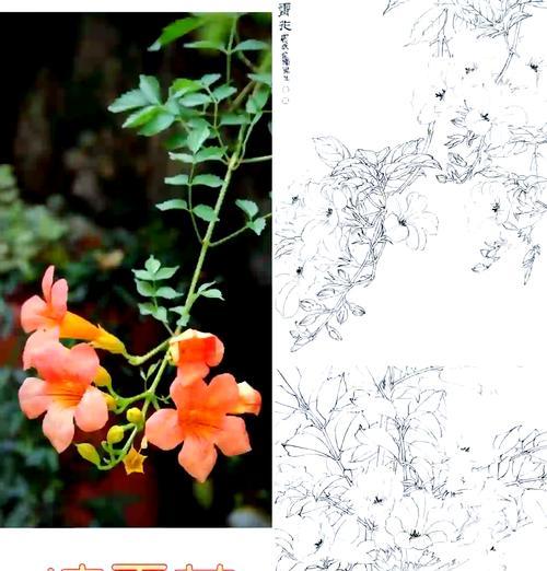 龙的花语是什么？如何用花表达对龙的祝福？
