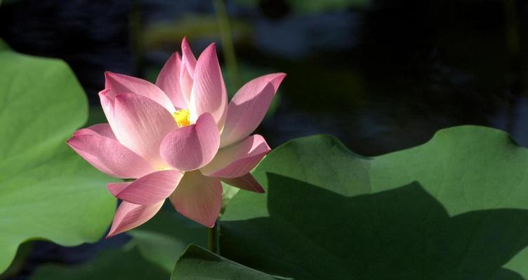 龙的花语是什么？如何用花表达对龙的祝福？