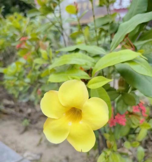 黄色花送人寓意好吗？黄色花象征着什么？