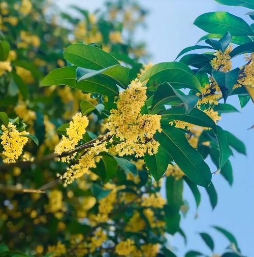 黄色花送人寓意好吗？黄色花象征着什么？