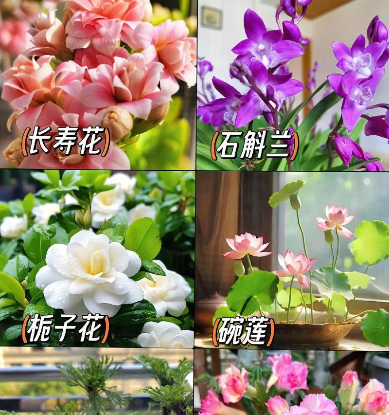 象征富贵长寿的花有哪些？如何选择寓意富贵长寿的花卉？