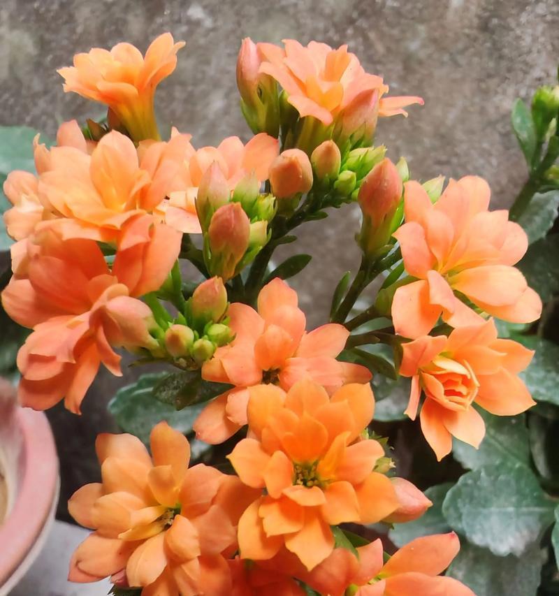 象征富贵长寿的花有哪些？如何选择寓意富贵长寿的花卉？