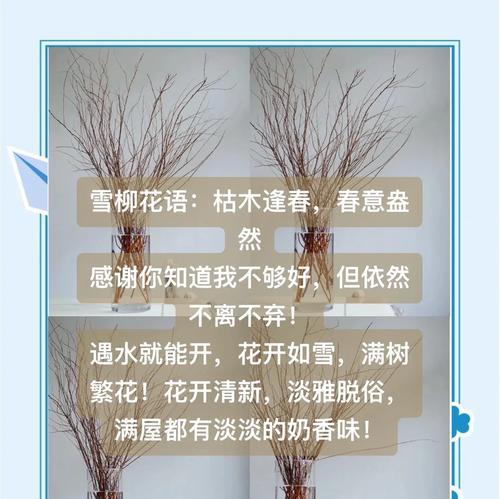 雪柳与玫瑰手捧花组合代表什么？