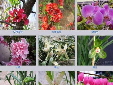 情人节送百花齐放有何寓意？