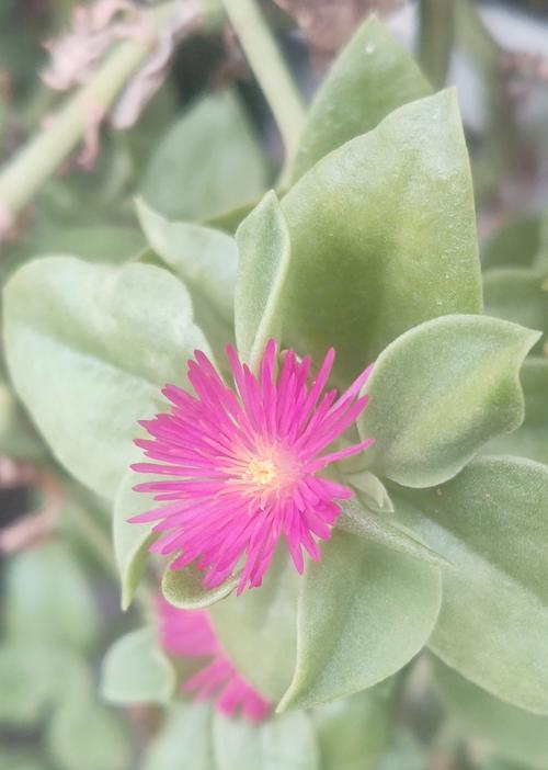 寓意自由洒脱的白色花有哪些？白色花的花语是什么？