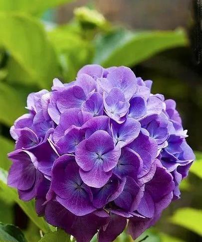 紫色花通常象征什么？它们代表了哪些意义？