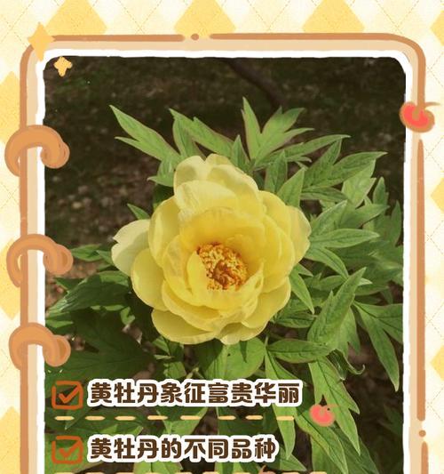 外国人送黄色花有何寓意？黄色花的象征意义是什么？