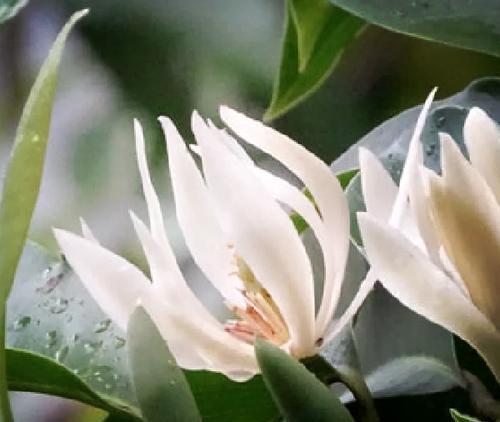 黄色兰花的寓意是什么？兰花花语有哪些？