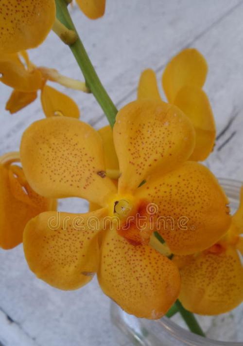 黄色兰花的寓意是什么？兰花花语有哪些？