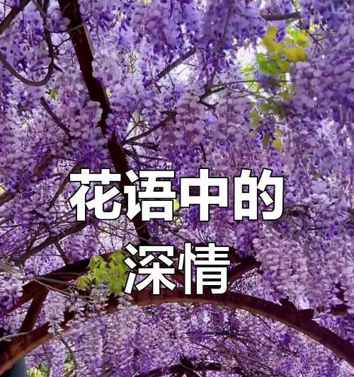 哪种花象征幸福思念？它的花语是什么？