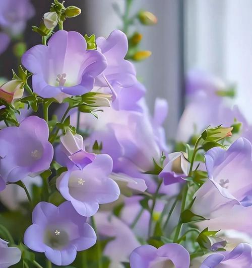 哪种花象征幸福思念？它的花语是什么？
