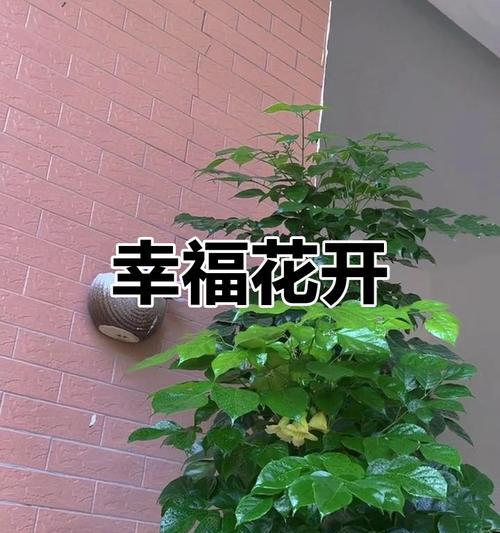 幸福树花象征着什么？如何用幸福树花表达祝福？