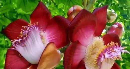 菩提树花的寓意是什么？一串白色的菩提树花有何特别含义？